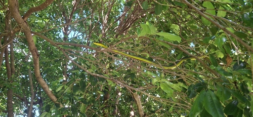 Common Tree Snake sighting