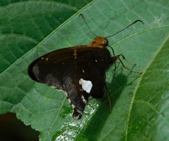 Epargyreus socus