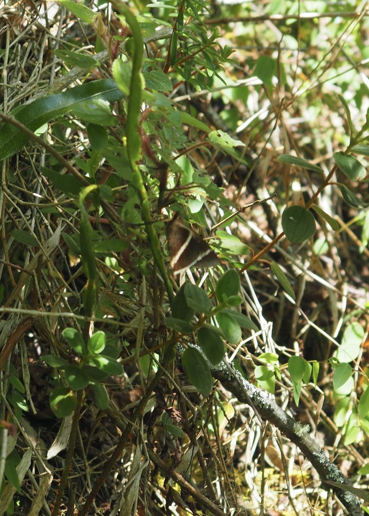 Alera vulpina
