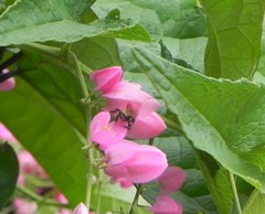 Scaptotrigona postica