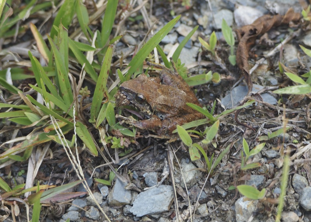 Lyman's Rainfrog