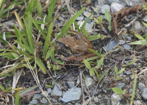 Lyman's Rainfrog