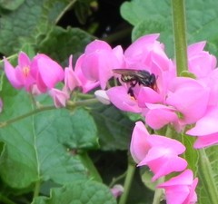 Scaptotrigona postica