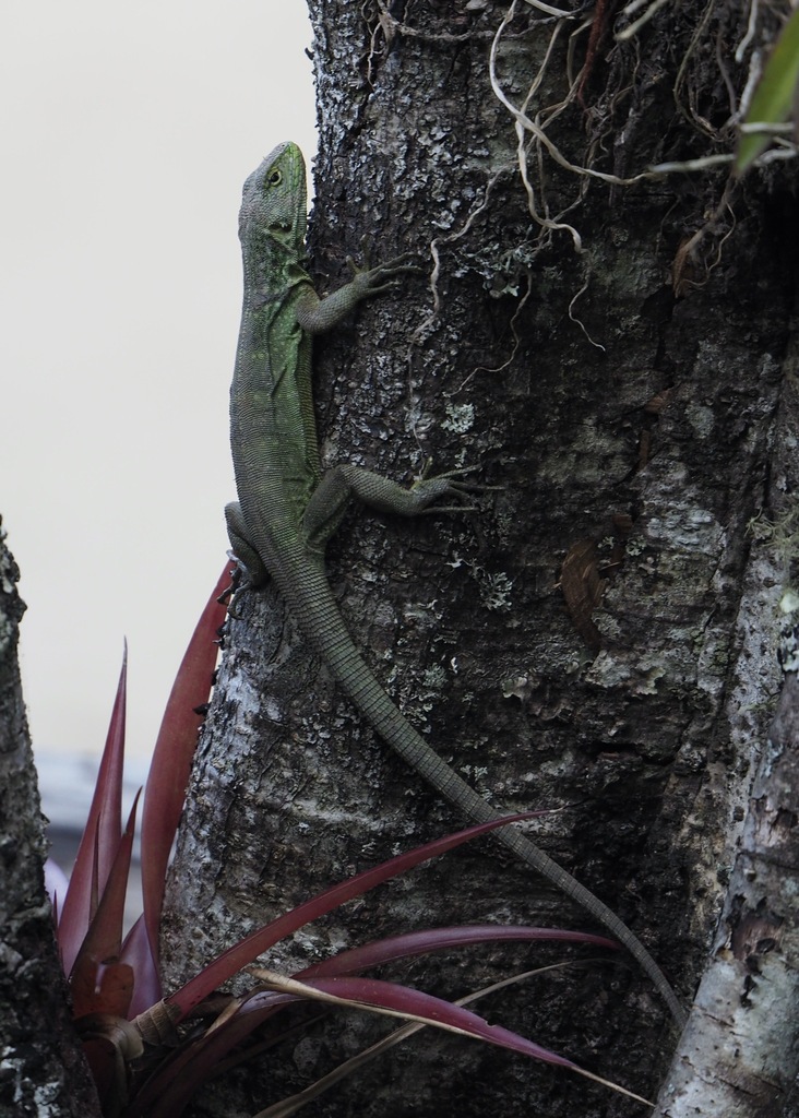 Patterned Whorltail Iguana