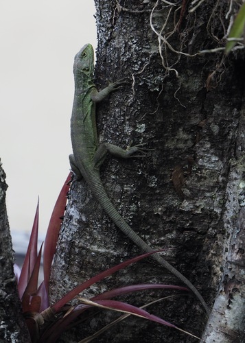 Patterned Whorltail Iguana, Stenocercus humeralis