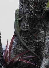 Patterned Whorltail Iguana