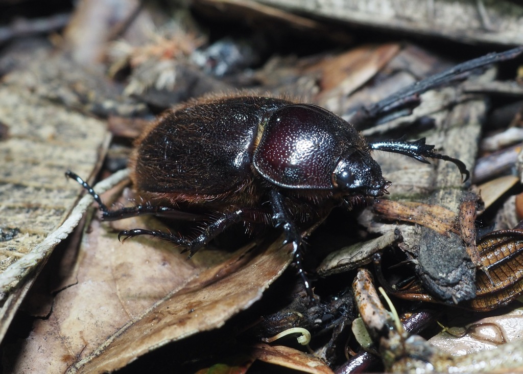 Heterogomphus hirtus
