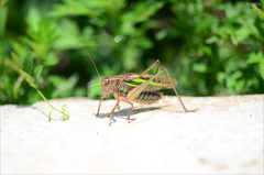 Gampsocleis sedakovii obscura