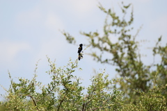 Euplectes albonotatus