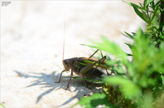 Gampsocleis sedakovii obscura