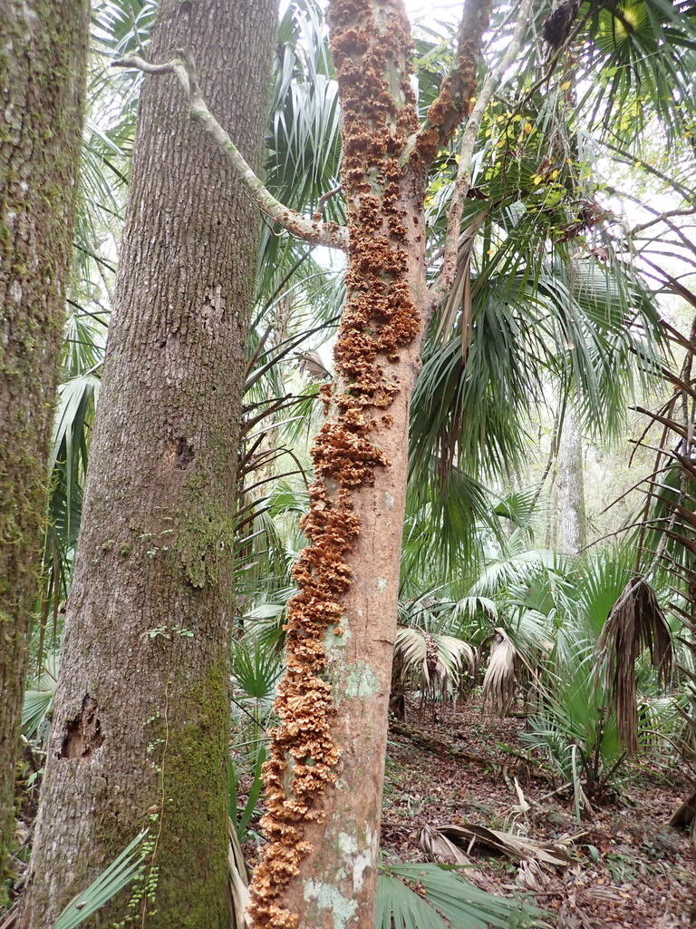 Stereum complicatum · December 2025 · photo: © larry216 (iNaturalist, cc-by)