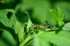 Gampsocleis sedakovii obscura
