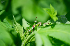 Gampsocleis sedakovii obscura