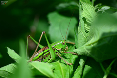 Gampsocleis sedakovii obscura