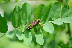 Gampsocleis sedakovii obscura