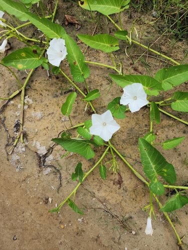 Water Morning Glory