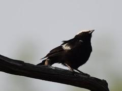 Myrmecocichla arnotti arnotti