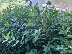 Costus arabicus