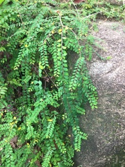 Phyllanthus cochinchinensis