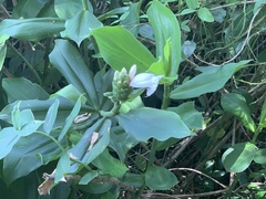 Costus arabicus