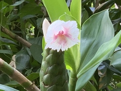 Costus arabicus