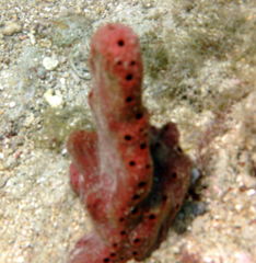 Amphimedon compressa