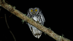 Megascops trichopsis