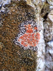 Arthonia cinnabarina