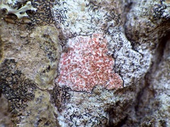 Arthonia cinnabarina