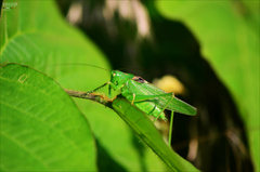 Tettigonia dolichoptera