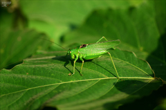 Tettigonia dolichoptera