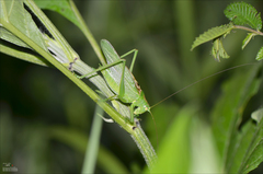 Tettigonia dolichoptera