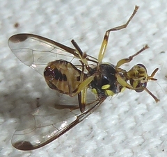 Zeugodacus tau