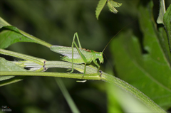 Tettigonia dolichoptera