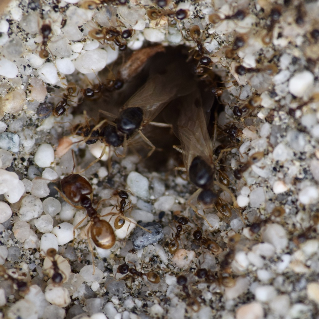 Bearded Big-headed Ant from Cook St, Palm Desert, CA, US on January 19 ...