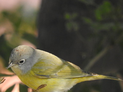 Leiothlypis ruficapilla