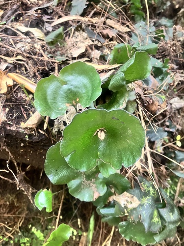 Hymenophyllum nephrophyllum observed 2025-12-13