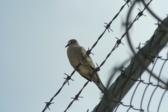 Columbina inca