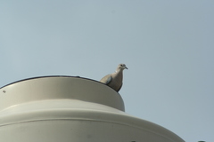 Streptopelia decaocto