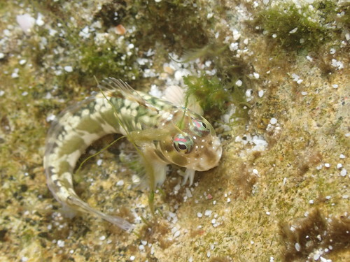 Snows slijmvis (Rhabdoblennius snowi) — Blenniidae