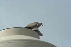 Streptopelia decaocto