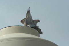 Streptopelia decaocto