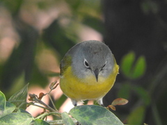Leiothlypis ruficapilla