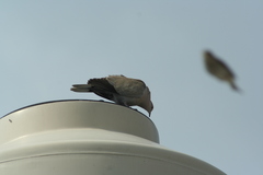 Streptopelia decaocto