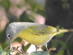 Leiothlypis ruficapilla