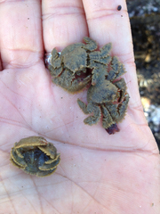 Hapalogaster cavicauda