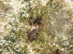 Istiblennius