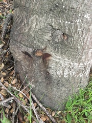 Phytophthora ramorum