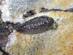 Geomalacus maculosus