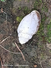 Ellobium